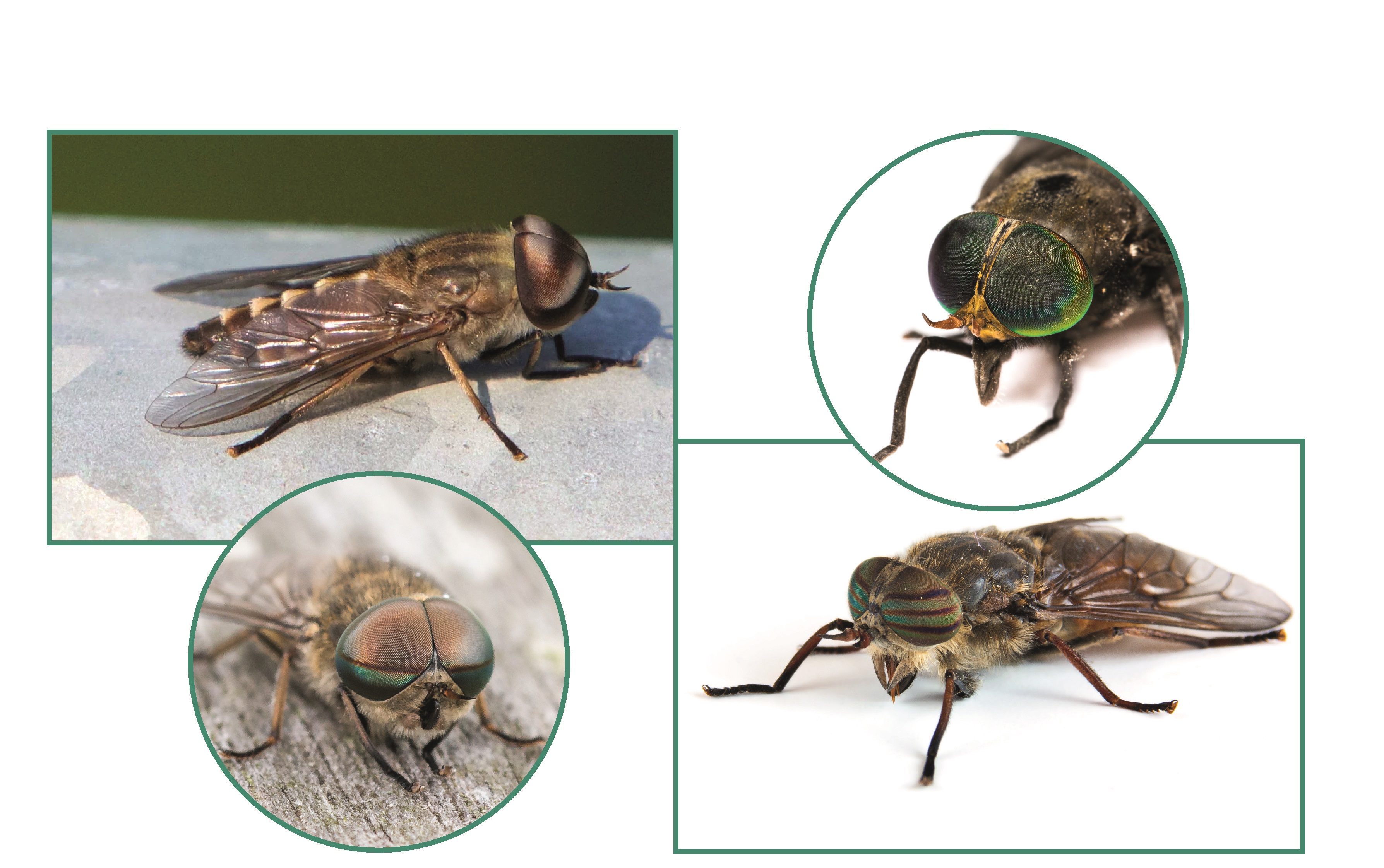 Morphology details of horseflies